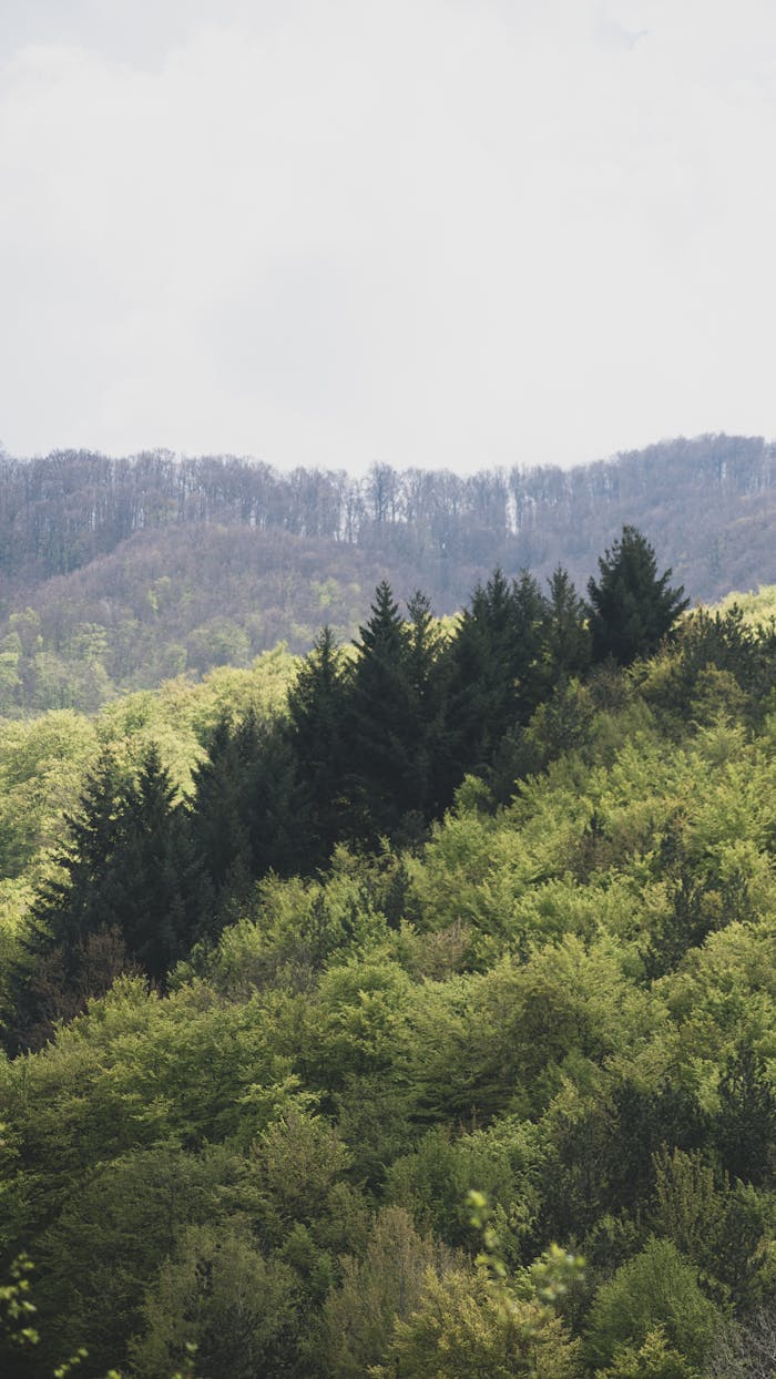 Product Explore a lush, green forest in Masurica, Serbia, captured from above, showcasing nature's tranquility.