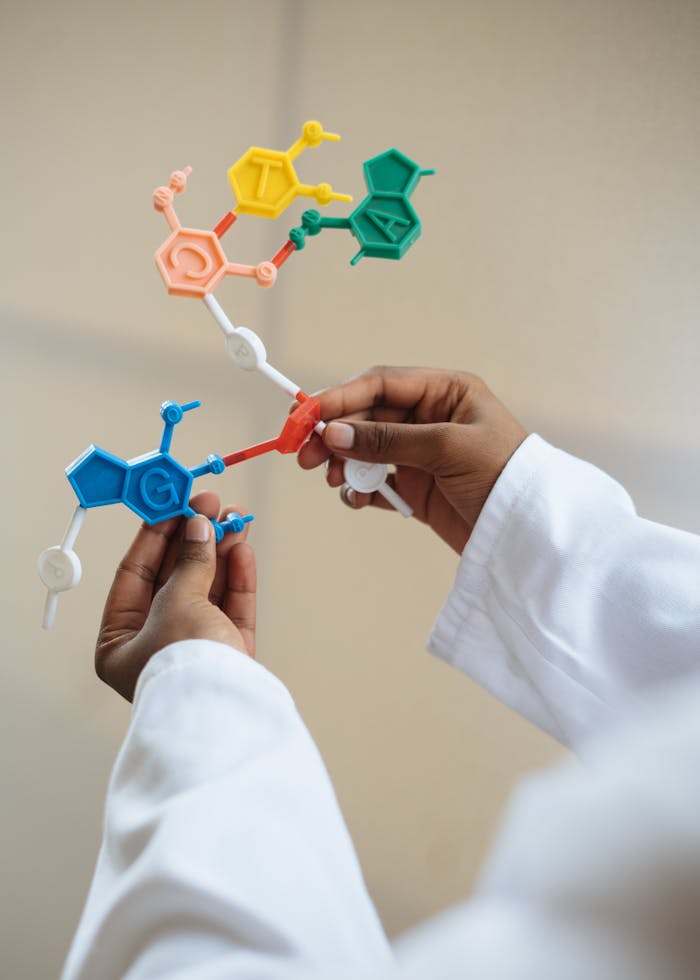 Product Unrecognizable ethnic scientist wearing lab coat and examining plastic molecule model while standing in laboratory after necessary research